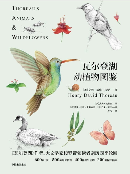 瓦尔登湖动植物图鉴-落羽网